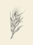 Indian Corn by Maria Mendez Limited Edition Pricing Art Print