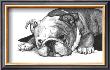 Gracie The Bulldog by Beth Thomas Limited Edition Pricing Art Print
