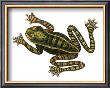 Zebra Frog by George Shaw Limited Edition Print