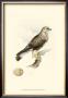 Meyer's Hawk Ii by Meyer Limited Edition Print