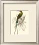 Jardine Hummingbird V by Sir William Jardine Limited Edition Print