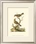 Petite Bird Study Iv by George Edwards Limited Edition Pricing Art Print