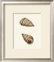 Ribband Bulla Shells by George Shaw Limited Edition Print