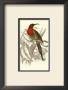 Jardine Hummingbird Vi by Sir William Jardine Limited Edition Print