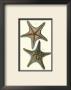 Starfish Iv by Daniel Diderot Limited Edition Print