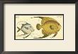 Silver Fish by Marcus Elieser Bloch Limited Edition Print