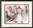 Dromedary Study by Jean Antoine Watteau Limited Edition Print