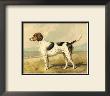 Fox Hound by Vero Shaw Limited Edition Pricing Art Print