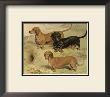 Dachshunds by Vero Shaw Limited Edition Pricing Art Print