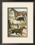 Horse Breeds I by Henry J. Johnson Limited Edition Pricing Art Print