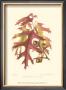 Scarlet Oak by Sprague Limited Edition Pricing Art Print