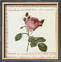 Roses Ii by Pierre-Joseph Redoutã© Limited Edition Print