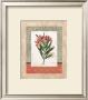 Laurier Rose by Carol Robinson Limited Edition Print