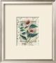 Echinacea by Julie Nightingale Limited Edition Pricing Art Print