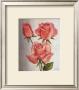 American Classic Rose by Debra Lake Limited Edition Print