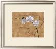 Morning Orchids by Ven Verltloh Limited Edition Print