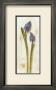 Purple Flowers by David Col Limited Edition Print
