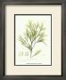 Seaweed I by Henry Bradbury Limited Edition Print