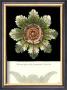 Antique Rosette Vi by Carlo Antonini Limited Edition Print