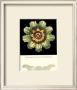 Antique Rosette V by Carlo Antonini Limited Edition Print