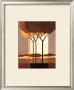 Transformation Tree Ii by Horst Jonas Limited Edition Print