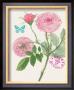 Moss Rose by Elissa Della-Piana Limited Edition Print