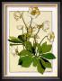 Helleborus by Anna Martin Limited Edition Print