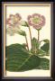 Gloxinia Garden Ii by Van Houtt Limited Edition Print