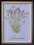 Lavender by Thilly Limited Edition Pricing Art Print
