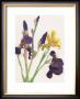 Iris by Aurore De La Morinerie Limited Edition Pricing Art Print