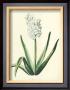Hyacinthus Xv by Christoph Jacob Trew Limited Edition Print