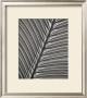 Royal Palm by Deb Garlick Limited Edition Print