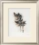 Field Study Grasses by Jurgen Gottschlag Limited Edition Pricing Art Print