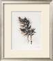 Field Study Grasses by Jurgen Gottschlag Limited Edition Print