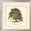 Oriental Plane by Samuel Williams Limited Edition Print