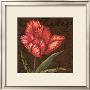 Tulipa I by Jillian Jeffrey Limited Edition Pricing Art Print