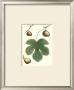 Fig Leaf I by T. Langley Limited Edition Print