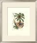 Nature's Bounty I by Maria Sibylla Merian Limited Edition Pricing Art Print
