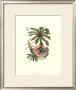 Nature's Bounty I by Maria Sibylla Merian Limited Edition Print