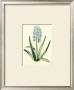 Hyacinthus Xvi by Christoph Jacob Trew Limited Edition Print