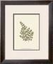 Woodland Ferns Ii by Edward Lowe Limited Edition Print