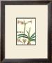 Amaryllis Vittata by Pierre-Joseph Redouté Limited Edition Pricing Art Print