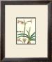 Amaryllis Vittata by Pierre-Joseph Redoute Limited Edition Print