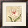 Sassy Lily by Debra Lake Limited Edition Print