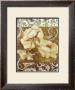 Wild Rose With Scroll Ii by Sofi Taylor Limited Edition Print