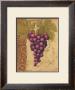 Grapevine I by Daphne Brissonnet Limited Edition Print