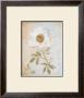 Wedding Rose I by Lisa Ven Vertloh Limited Edition Print