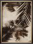 Palms I by J.B. Hall Limited Edition Print