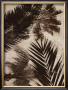 Palms Ii by J.B. Hall Limited Edition Pricing Art Print