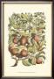 Apple Tree Branch by Henri Du Monceau Limited Edition Print